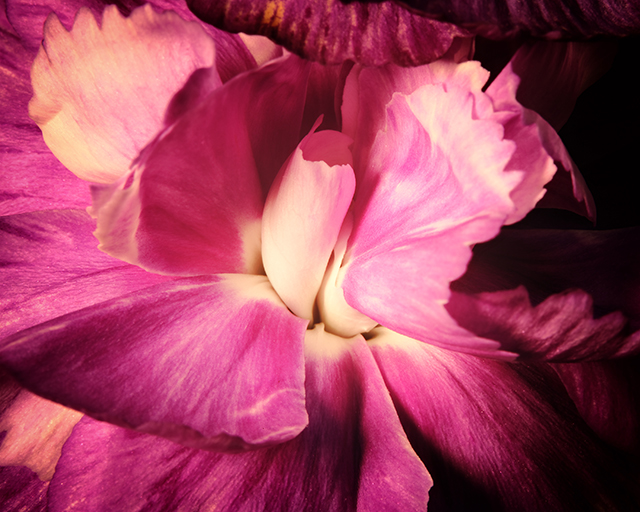 Macro photography of a purple carnation