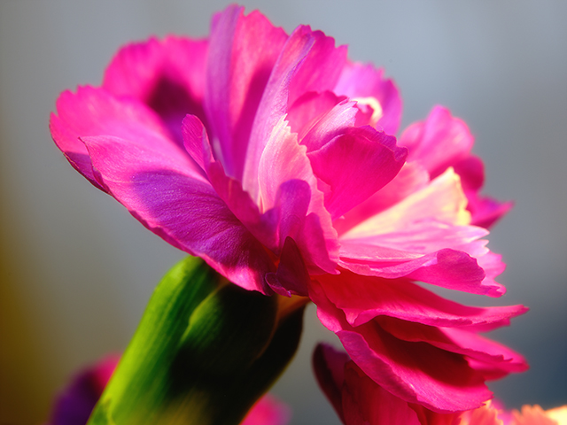 Color photograph of a Purple Carnation