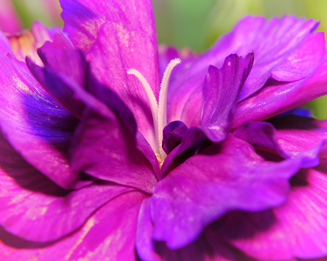 Macro photography of a purple carnation