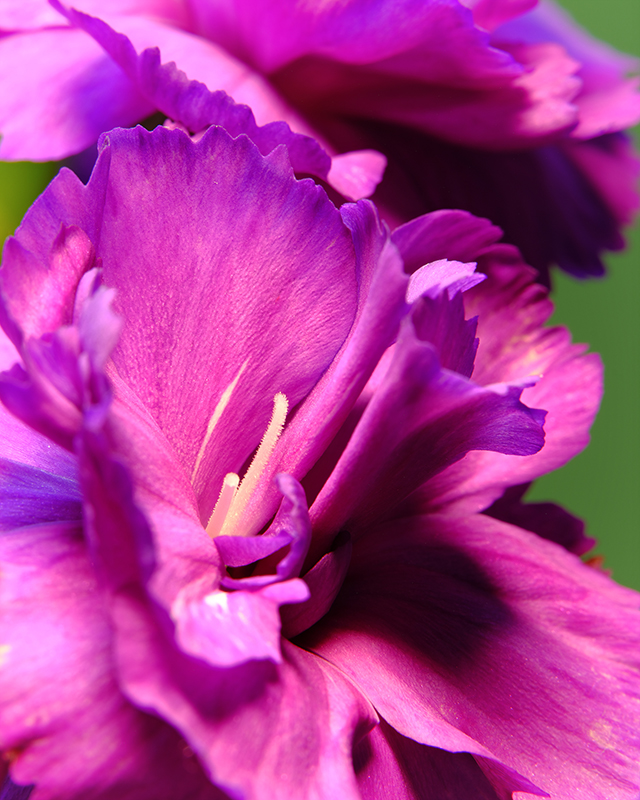 Macro photography of a purple carnation