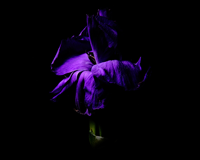 Color photograph of a Purple Carnation