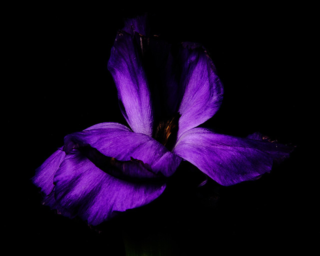 Macro photography of a purple carnation