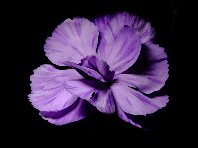 Color photograph of a Purple Carnation
