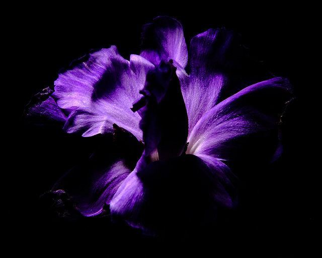 Macro photography of a purple carnation