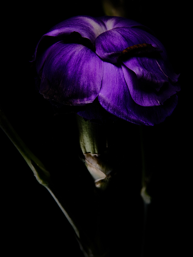 Color photograph of a Purple Carnation