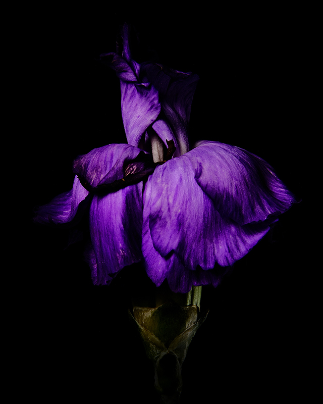Color photograph of a Purple Carnation