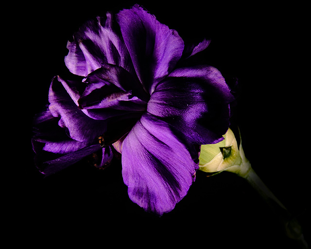 Color photograph of a Purple Carnation