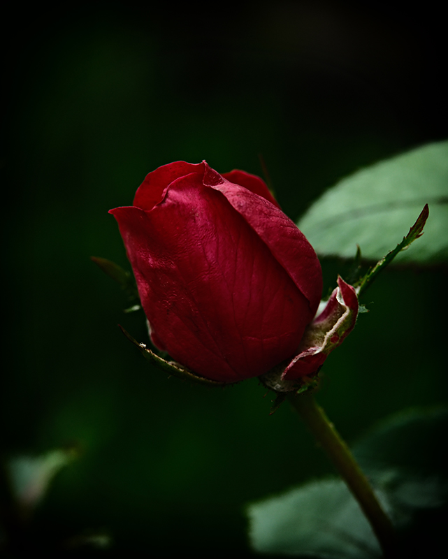A photograph of rose with dramatic colors