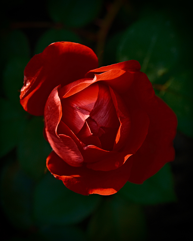 A photograph of rose with dramatic colors