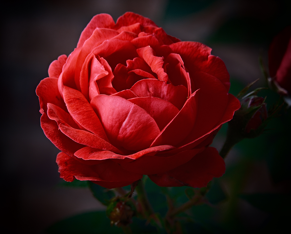 A photograph of rose with dramatic colors