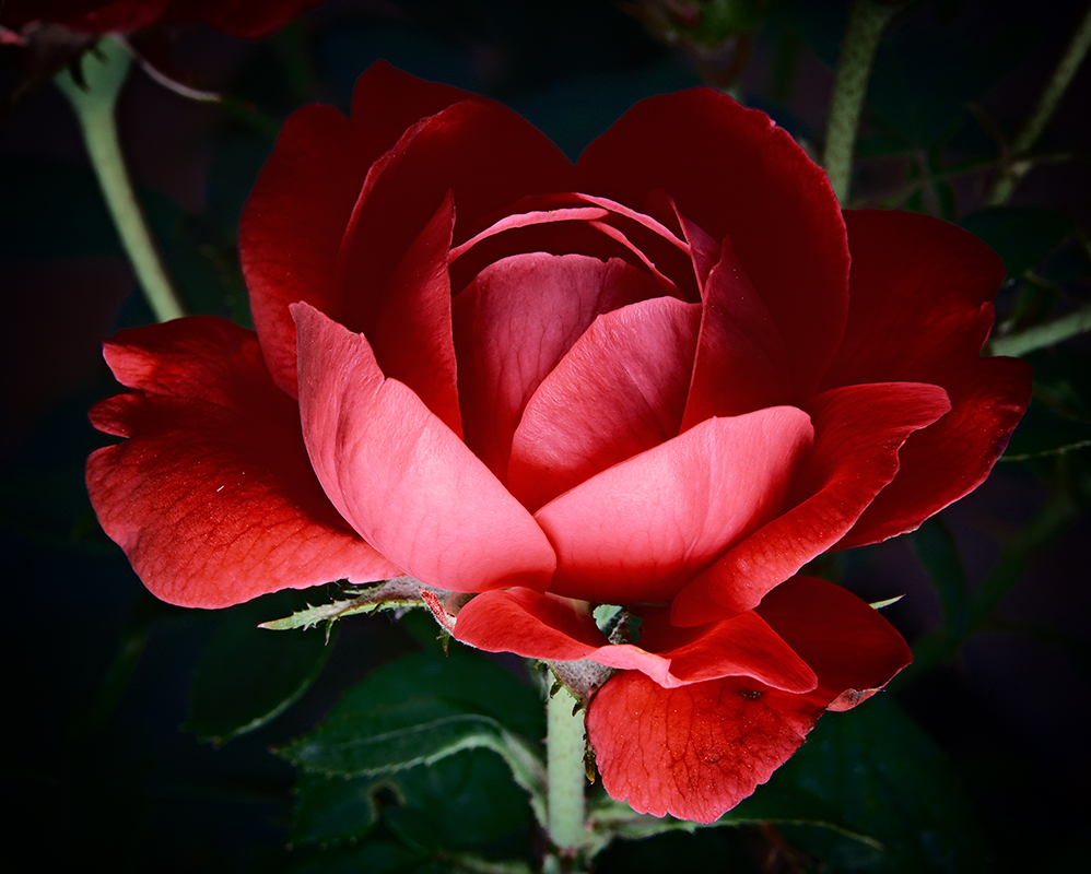 A photograph of rose with dramatic colors