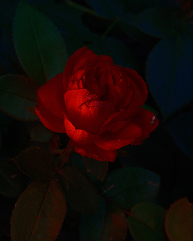 A photograph of rose with dramatic colors
