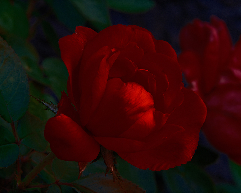 A photograph of rose with dramatic colors