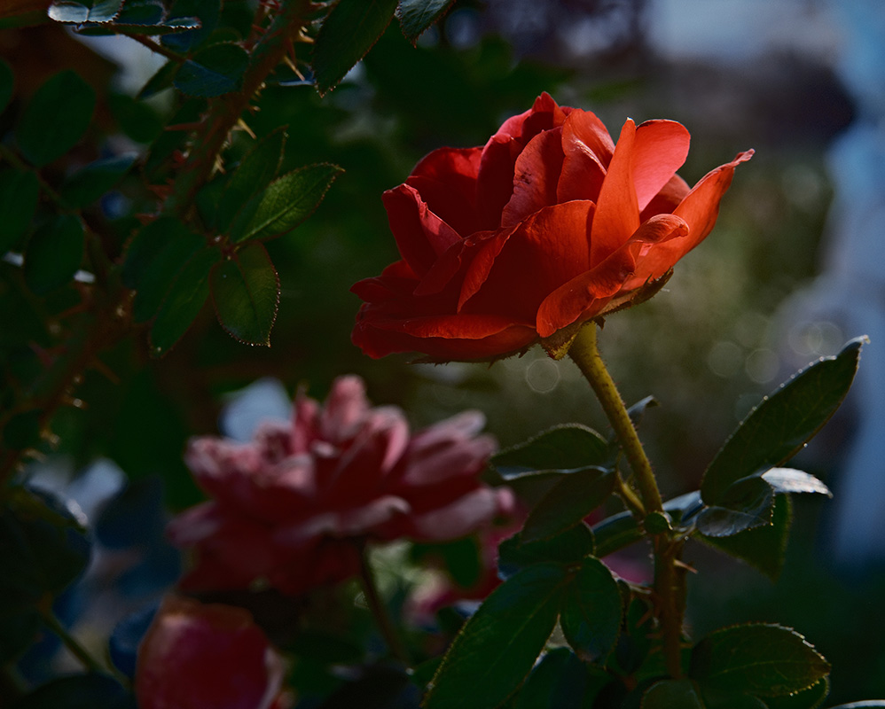 A photograph of rose with dramatic colors