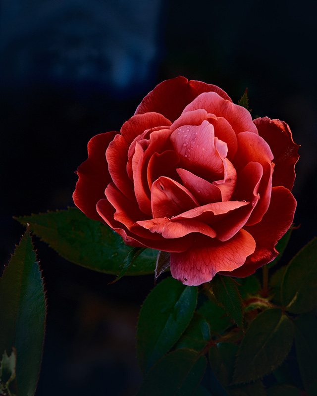 A photograph of rose with dramatic colors