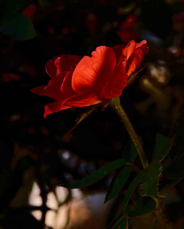 A photograph of rose with dramatic colors