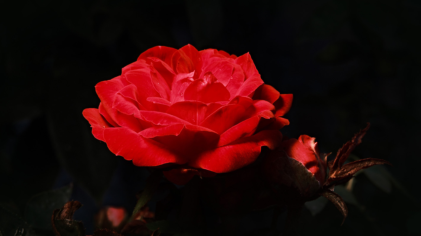 A photograph of rose with dramatic colors