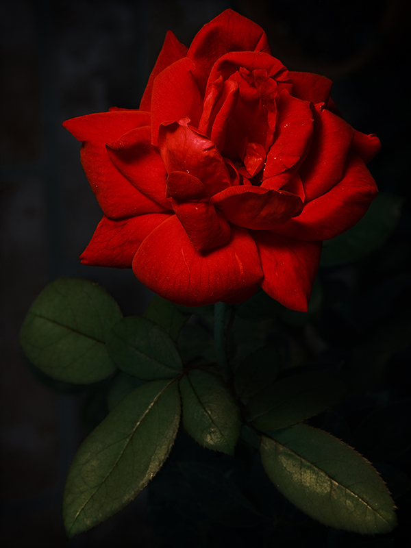 A photograph of rose with dramatic colors