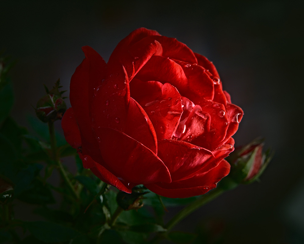 A photograph of rain drops on a rose
