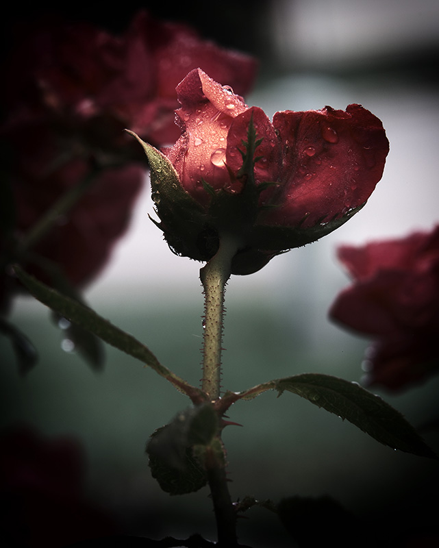 A photograph of rain drops on a rose