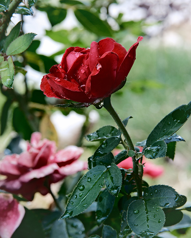 A photograph of rain drops on a rose