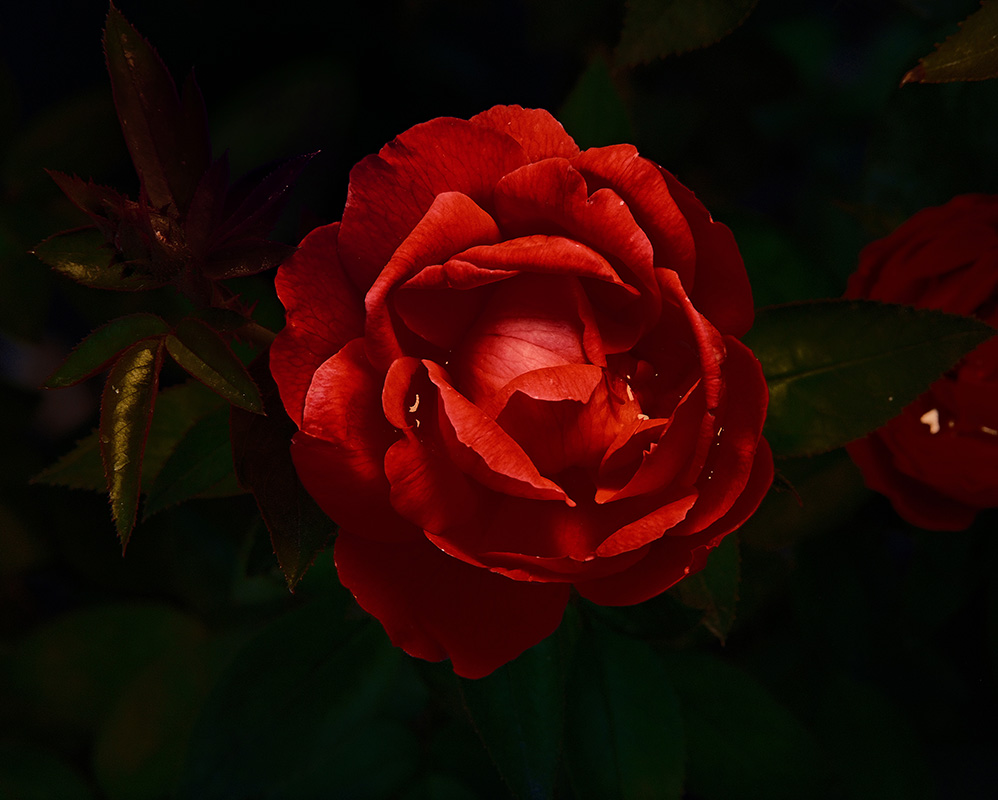A photograph of rain drops on a rose