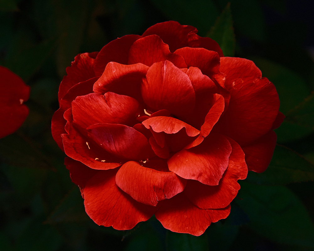A photograph of rain drops on a rose