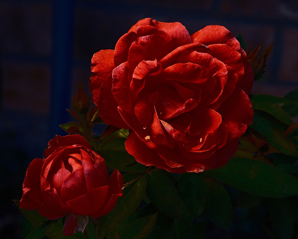 A photograph of rain drops on a rose