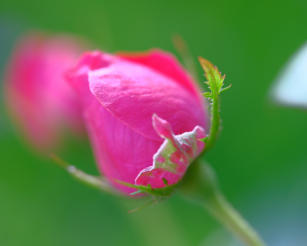 A photograph of roses basking in sunshine