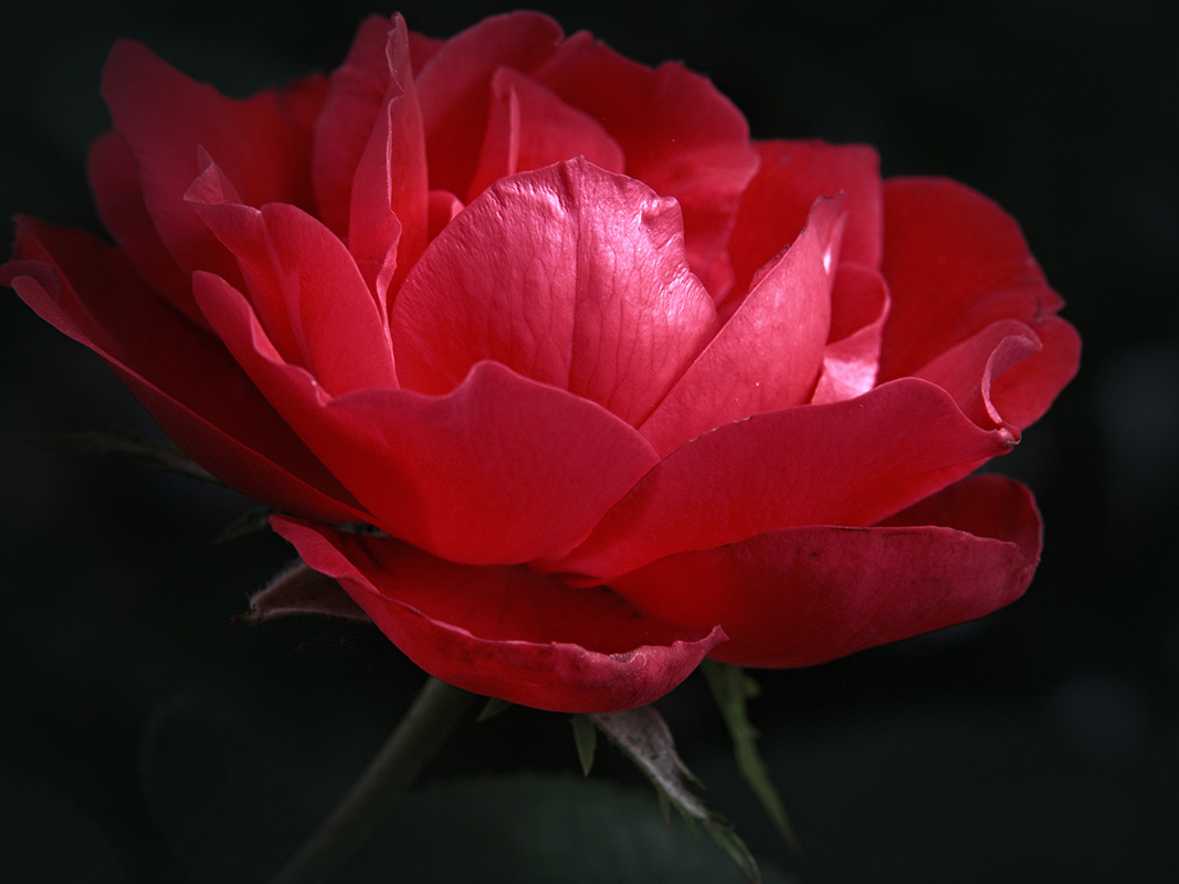 A photograph of roses basking in sunshine
