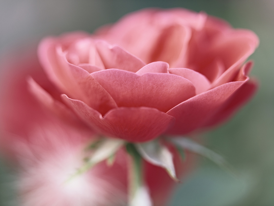 A photograph of roses basking in sunshine