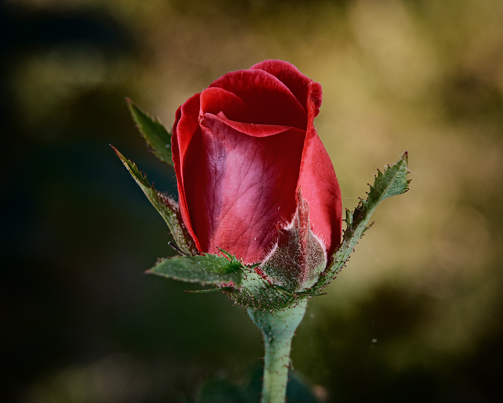 A photograph of roses basking in sunshine