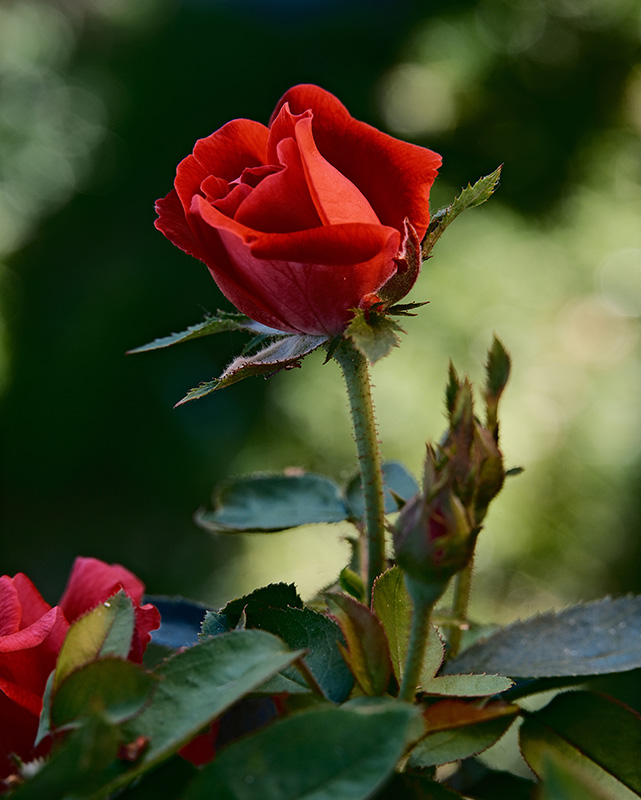A photograph of roses basking in sunshine