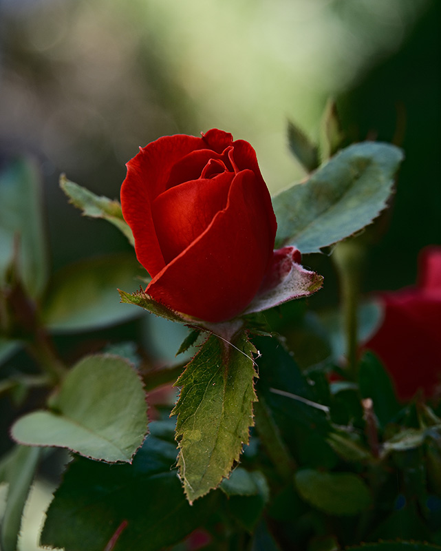 A photograph of roses basking in sunshine