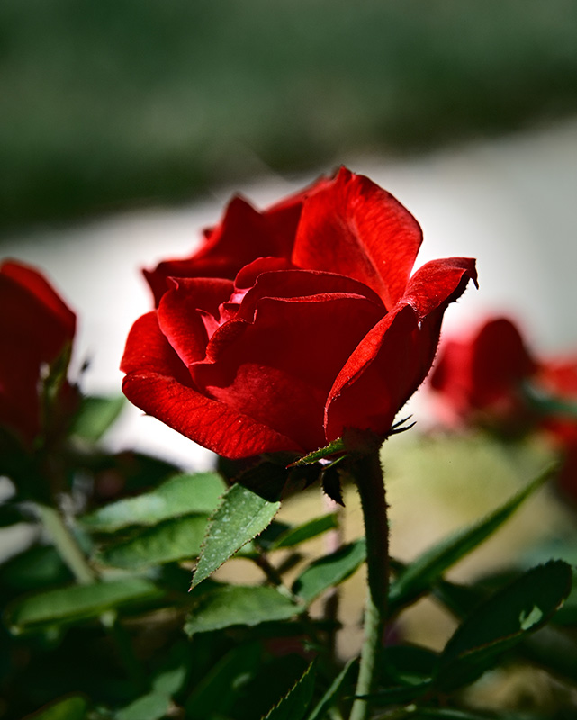 A photograph of roses basking in sunshine