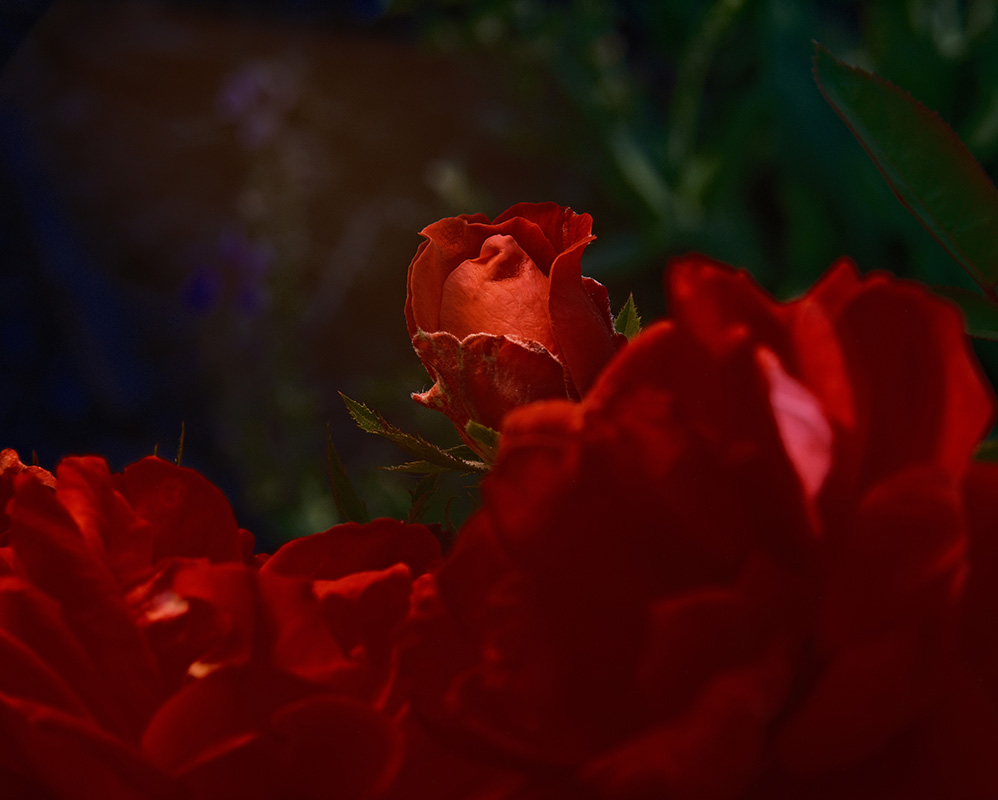 A photograph of roses basking in sunshine