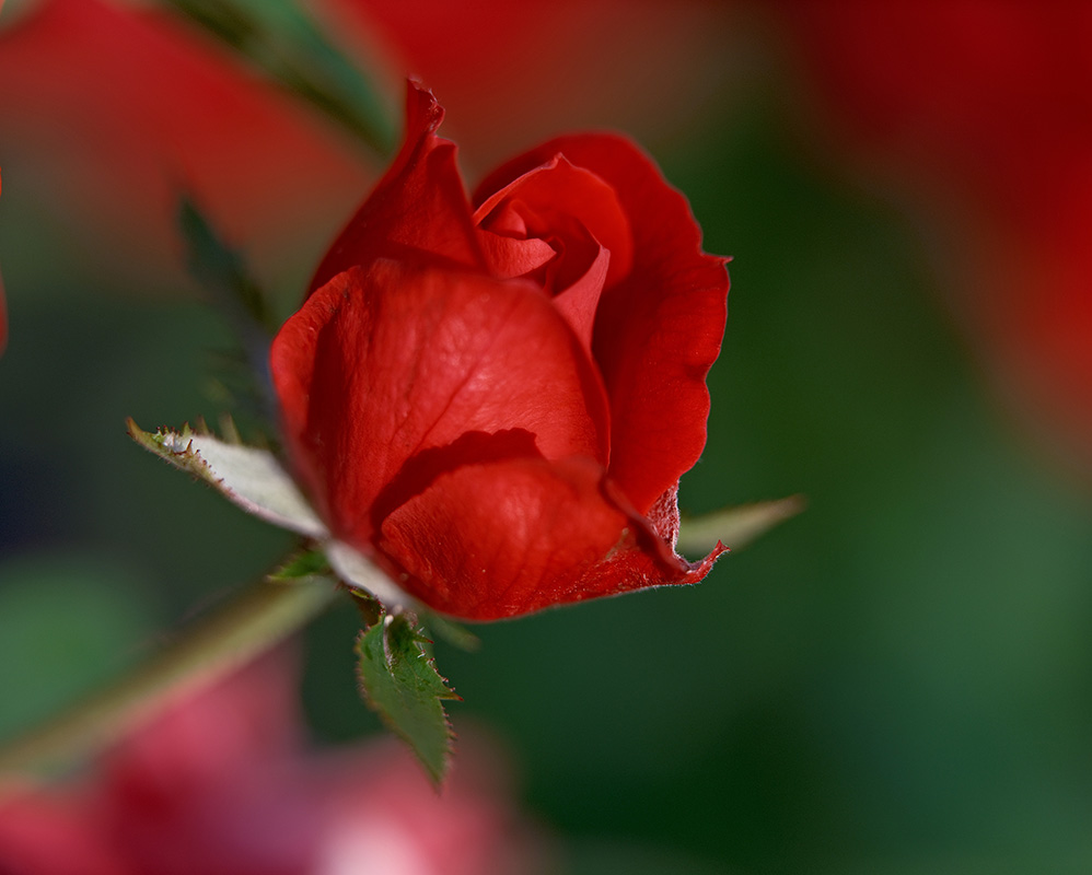 A photograph of roses basking in sunshine