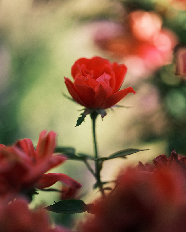 A photograph of roses basking in sunshine