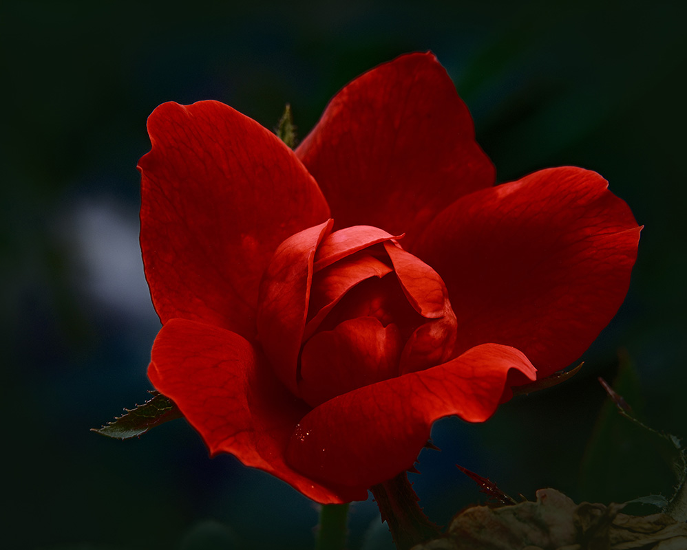 A photograph of roses basking in sunshine