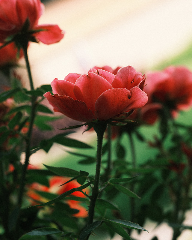A photograph of roses basking in sunshine