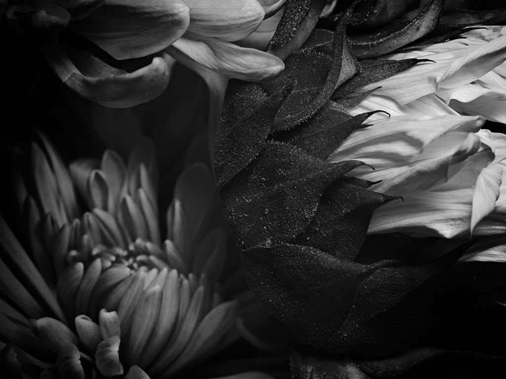 Macro floral photography of sunflowers and teasel bouquet in color #4
