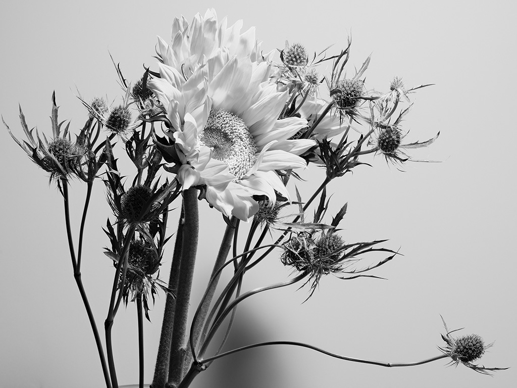 Macro floral photography of sunflowers and teasel bouquet in color #4
