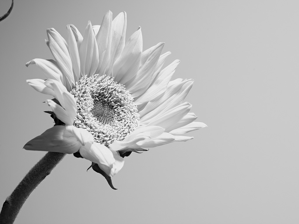 Macro floral photography of sunflowers and teasel bouquet in color #4
