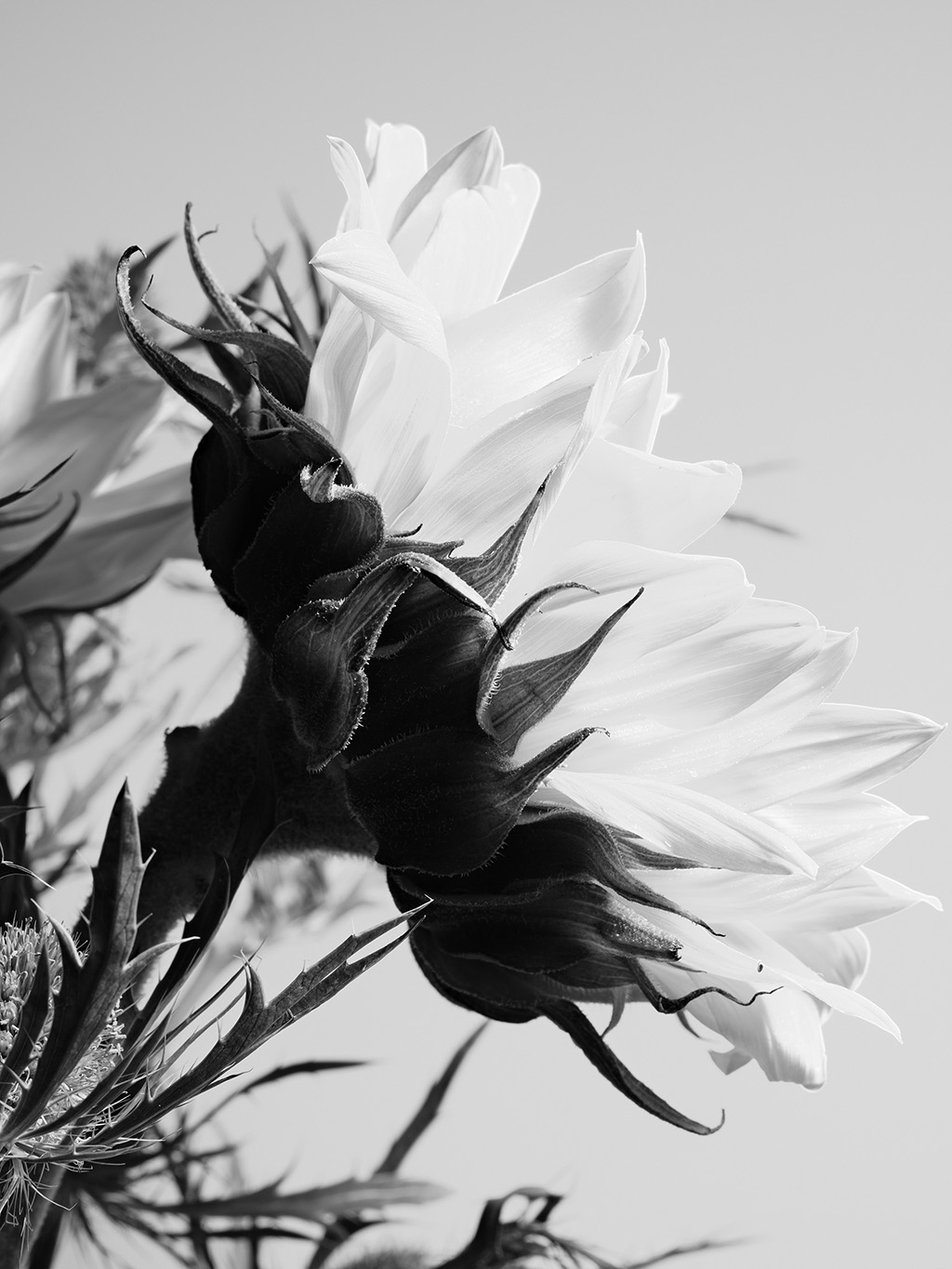 Macro floral photography of sunflowers and teasel bouquet in color #4