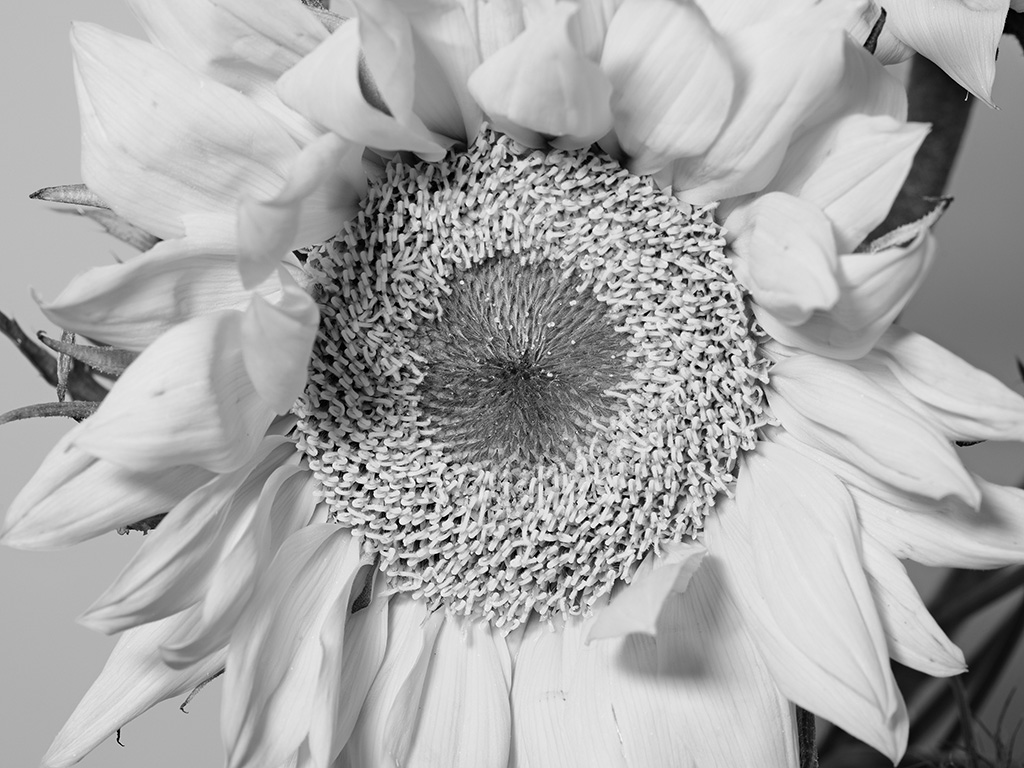 Macro floral photography of sunflowers and teasel bouquet in color #4