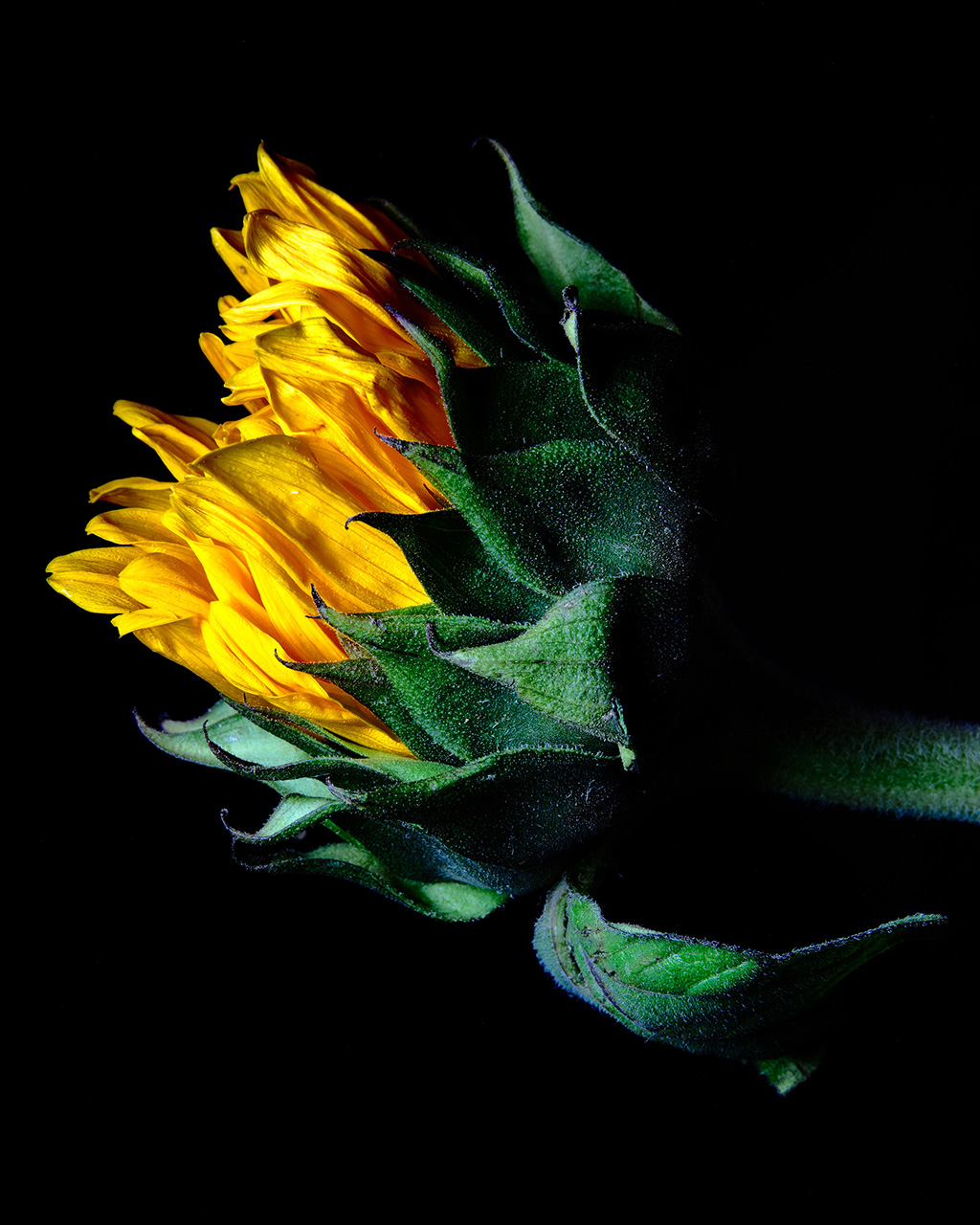 Macro floral photography of sunflowers and teasel bouquet in color #2