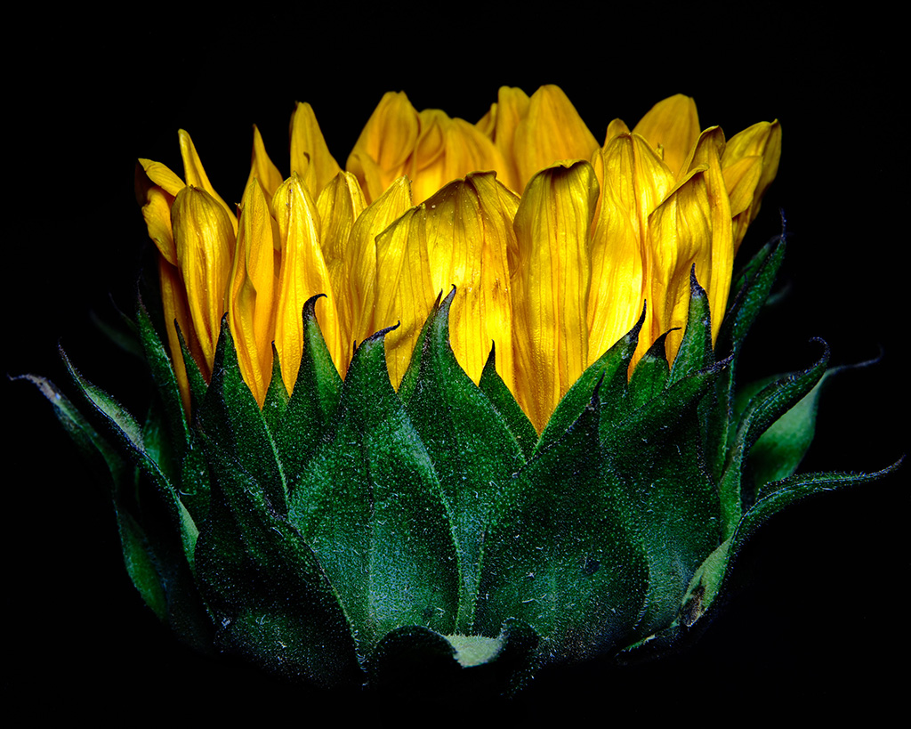 Macro floral photography of sunflowers and teasel bouquet in color #4