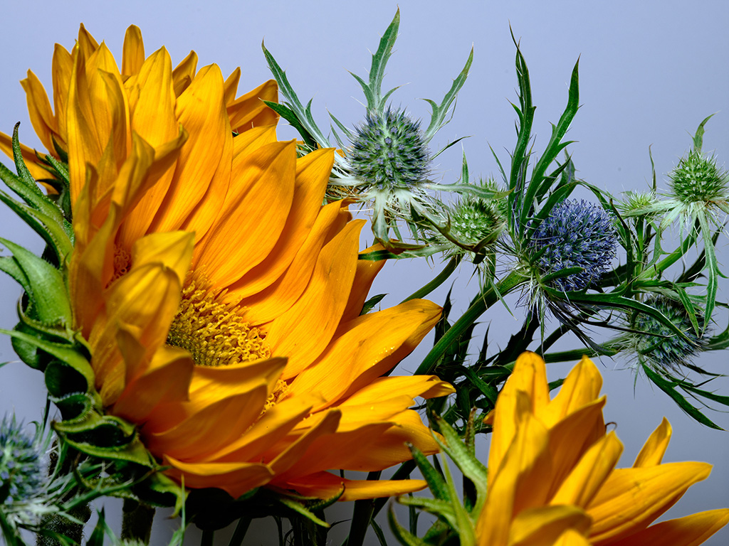 Macro floral photography of sunflowers and teasel bouquet in color #1