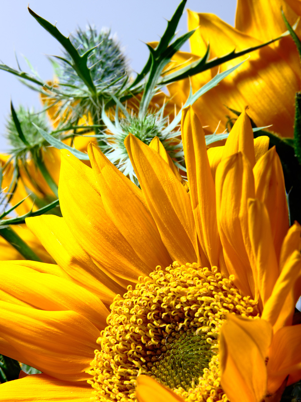 Macro floral photography of sunflowers and teasel bouquet in color #1