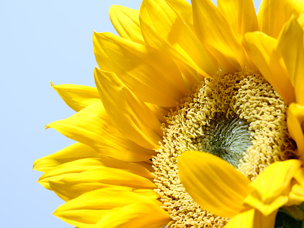 Macro floral photography of sunflowers and teasel bouquet in color #4